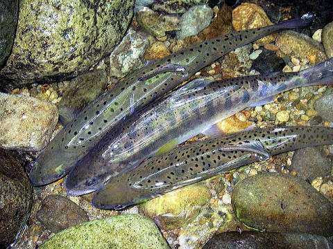 生簀が小さく感じれたりして